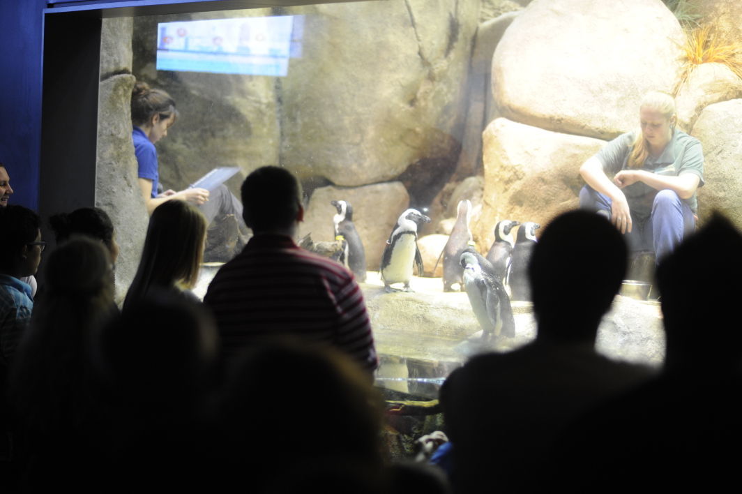 penguin_gso_encounter019.JPG